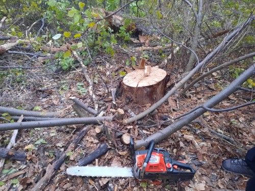 В Бузулуке возбуждено уголовное дело за незаконную рубку лесных насаждений
