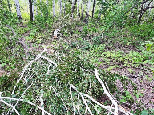 Следственным отделением Отд МВД России по Шарлыкскому району возбуждено уголовное дело по незаконному спилу деревьев.