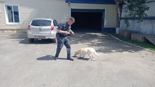 В Оренбургской области в День кинологической службы воспитанники реабилитационного центра «Гармония» познакомились со служебными собаками