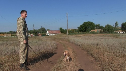 В Новосергиевском районе более 100 сотрудников полиции со служебными собаками осуществляют поиск 6-летнего ребенка 