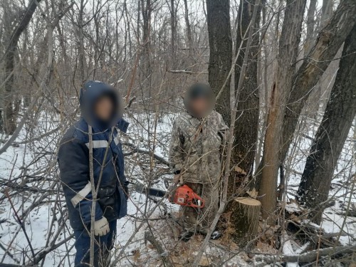 В Оренбургском районе за незаконную рубку дуба к уголовной ответственности привлечен местный житель