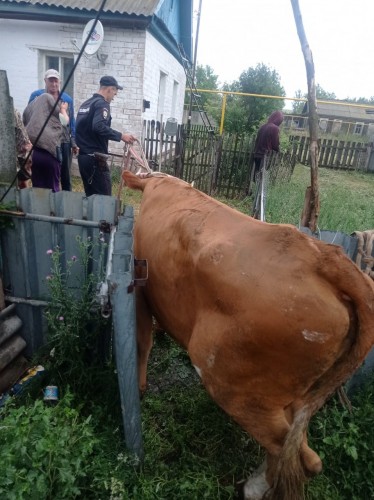 В Матвеевском районе сотрудники полиции обнаружили и спасли пропавшую корову